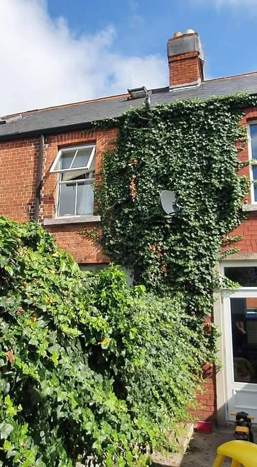 Ivy & wall clearance · Dublin — before